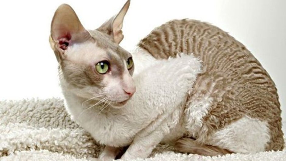 Корниш рекс кошка длинношерстная