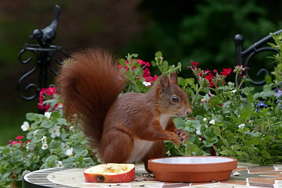 Марка Red Squirrel Sciurus vulgaris Нидерланды