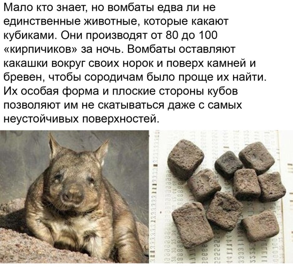 Квадратные экскременты вомбата