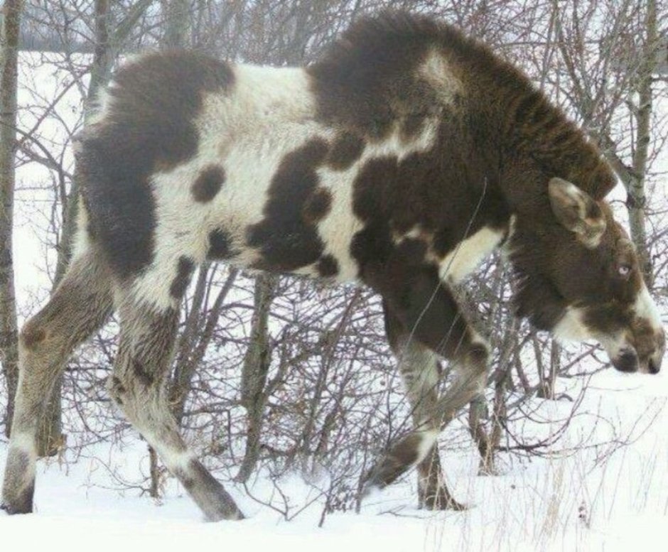 Пятнистый Лось