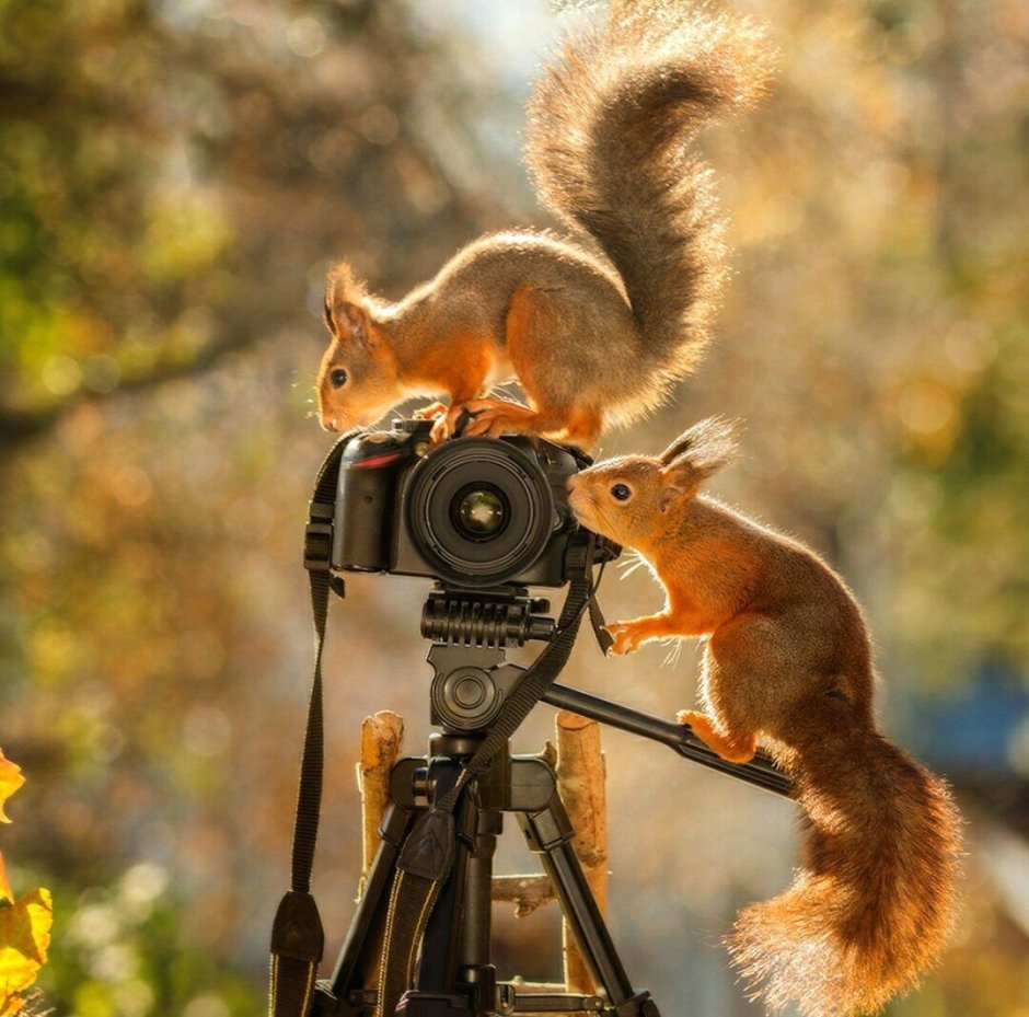 Белка с фотоаппаратом