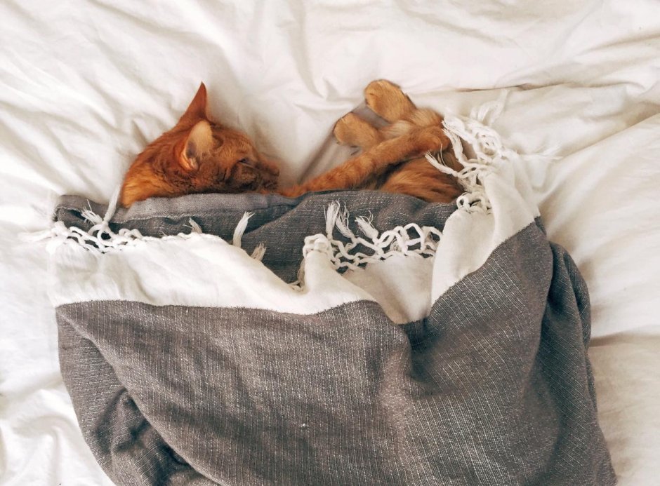 Кот уютненько