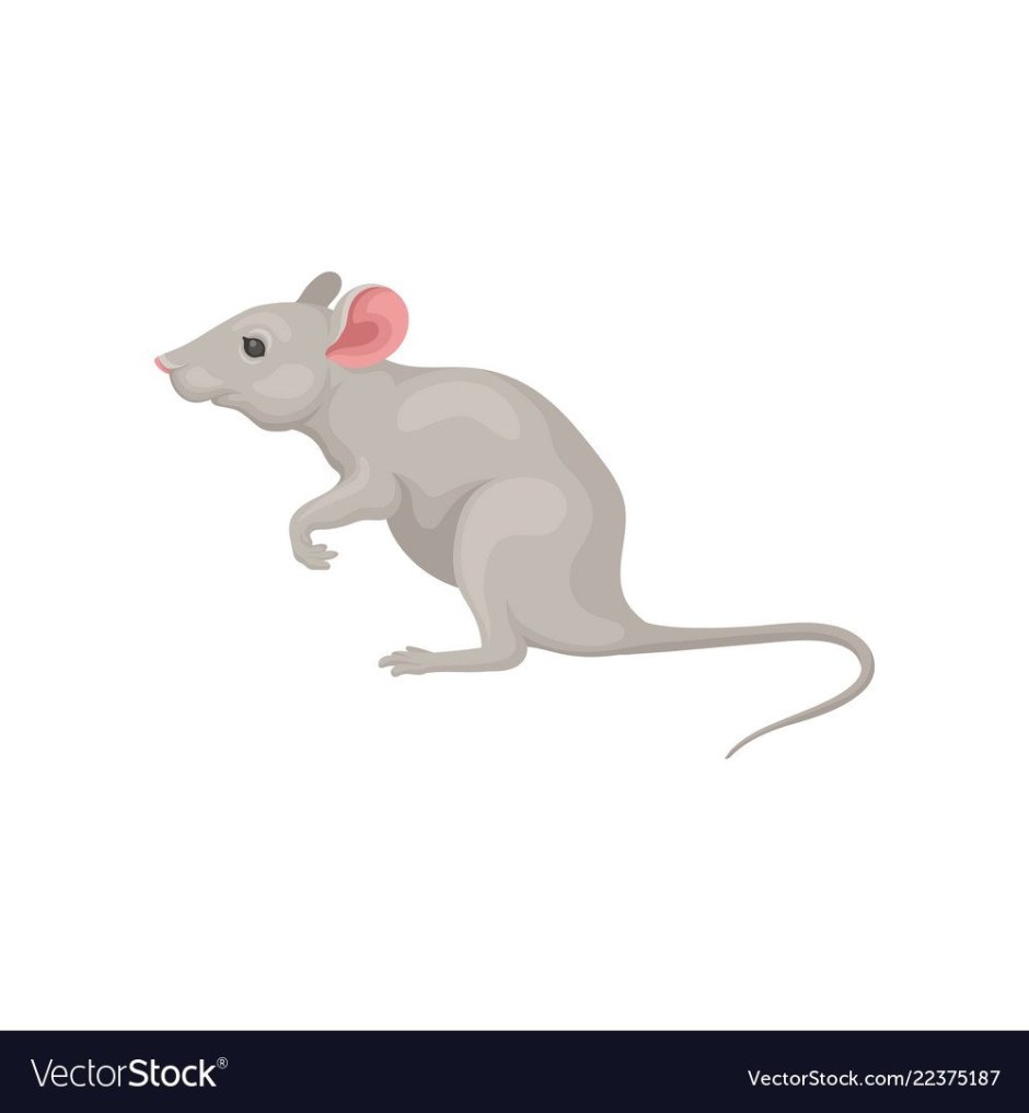 Мышь вид сбоку
