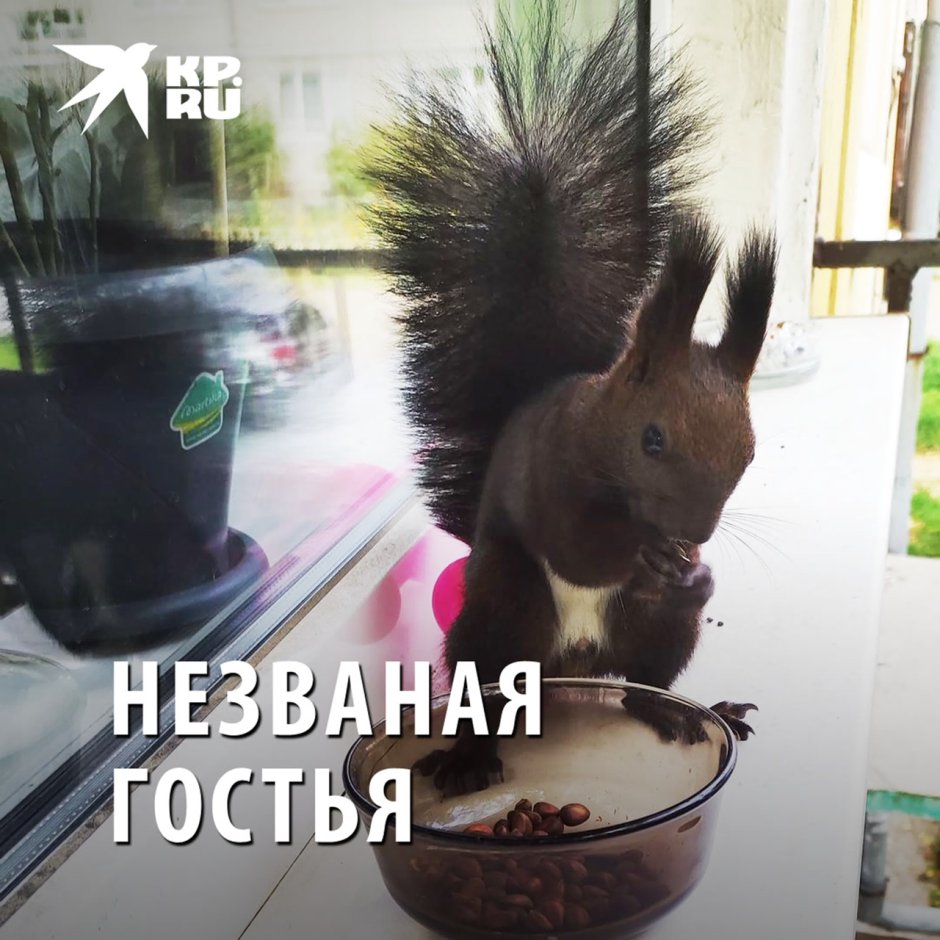 Ангарские белки
