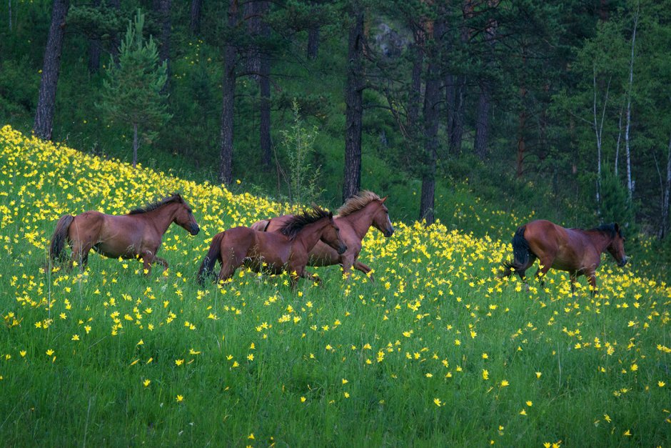 Башкирия растительный и животный мир