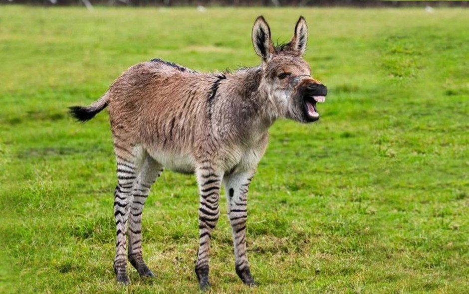 Zonkey &lt; Zebra + Donkey – гибрид зебры и осла;