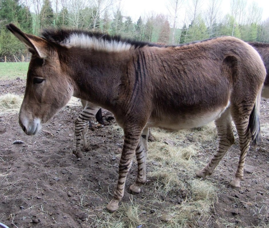 Домашний осёл (Equus asinus)