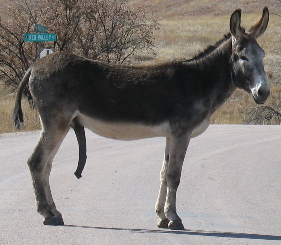 Ослиный член