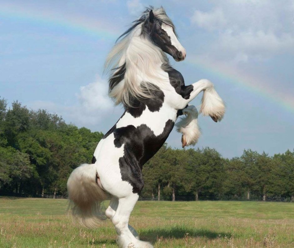 Лошадь породы Gypsy Vanner