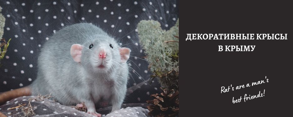 Крыса айвори рекс