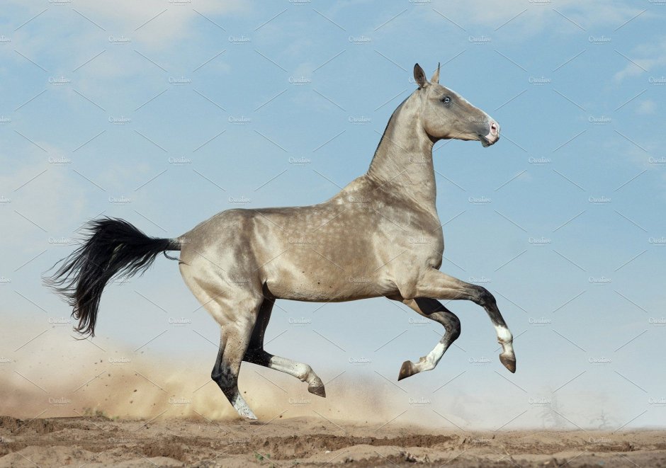 Buckskin Akhal Teke Stallion Running trot White Fence Summer pasture