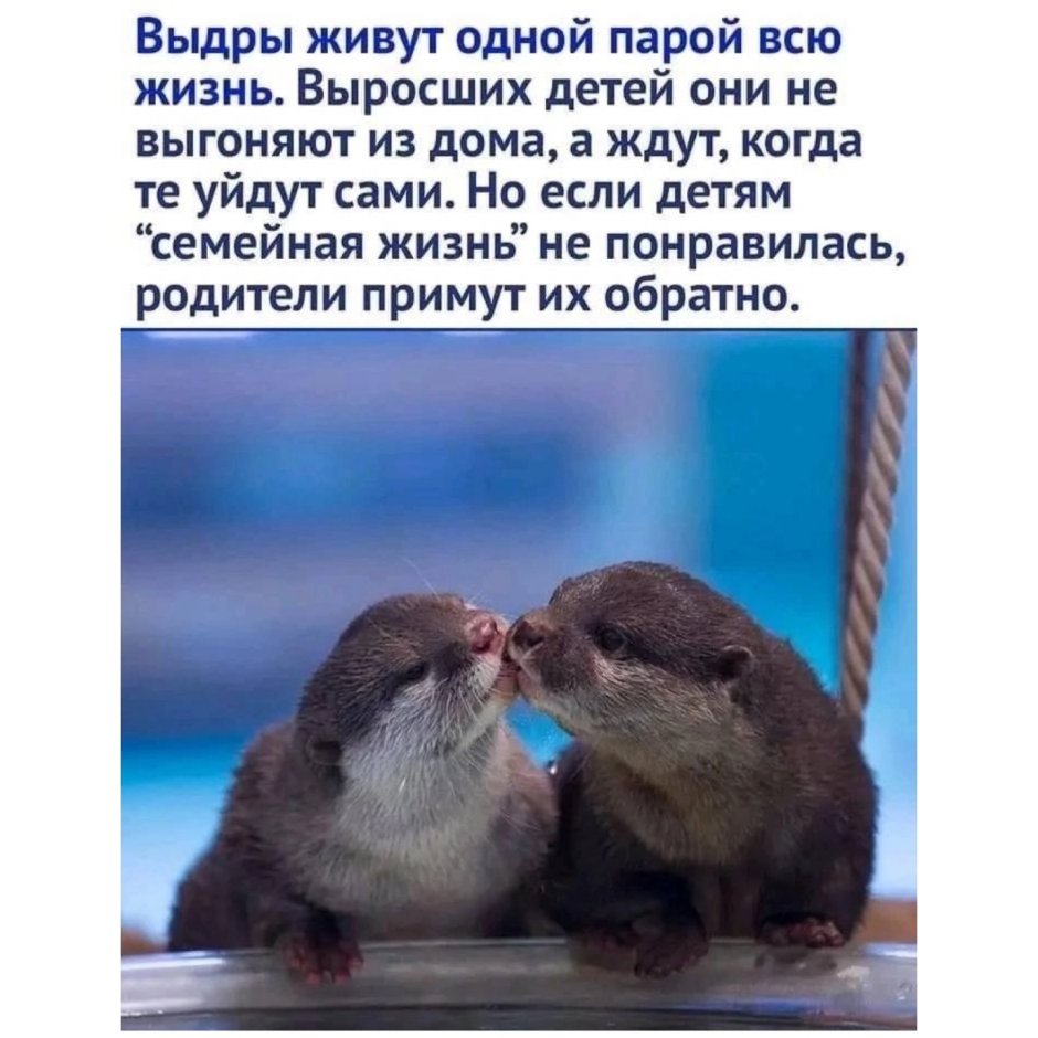 Выдры обнимаются
