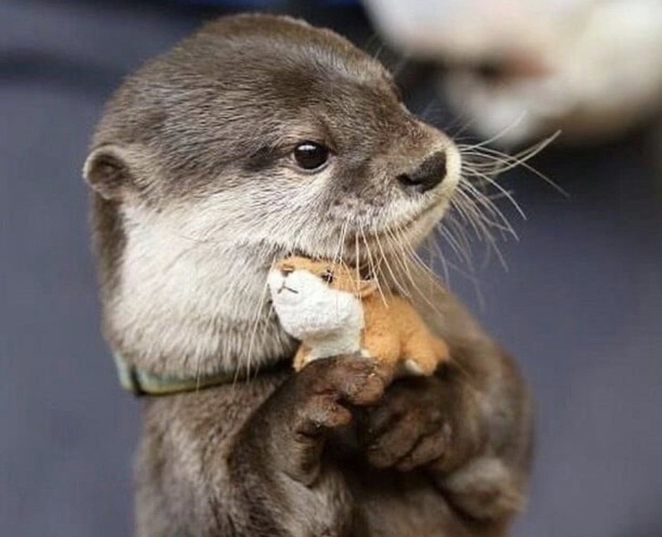 Выдра Otter