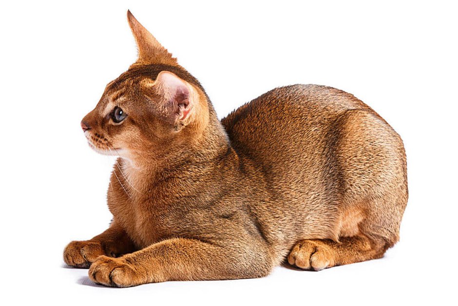 Чаузи кошка