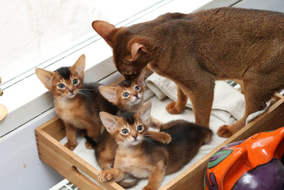 Абиссинская кошка котёнок