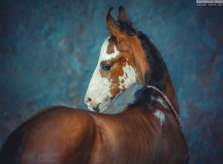 Ekaterina druz Photography лошади