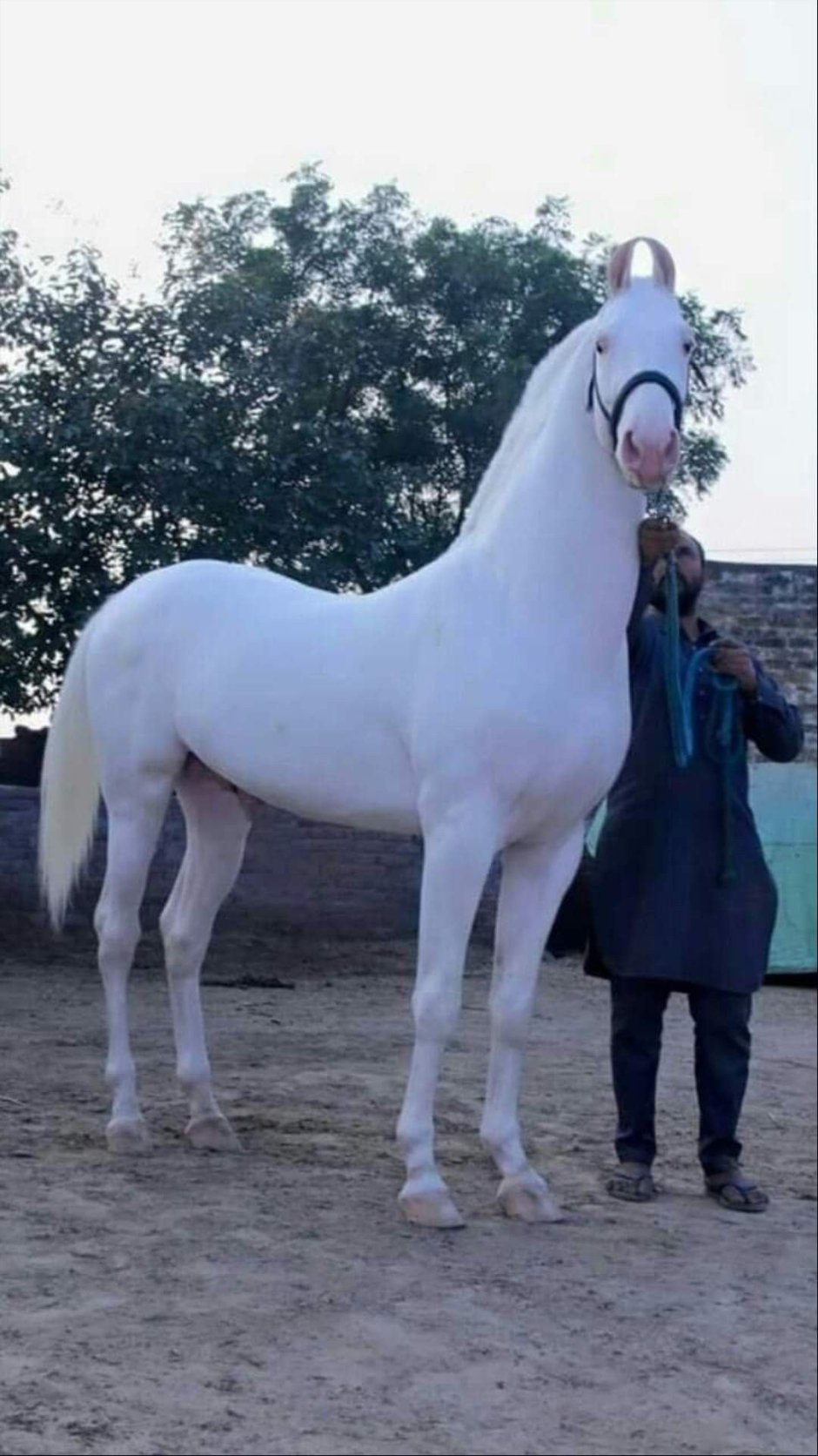 Марвари белая