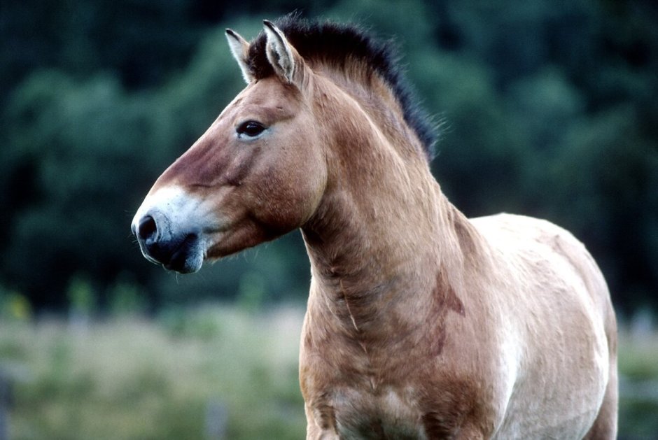 Лошадь Пржевальского Equus przewalskii