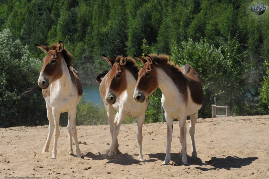 Кианг (Equus Kiang)