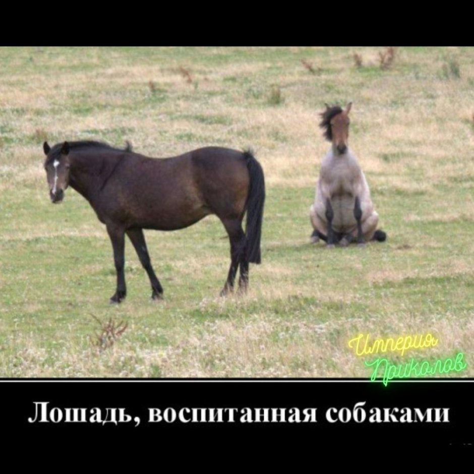 Демотиваторы про лошадей