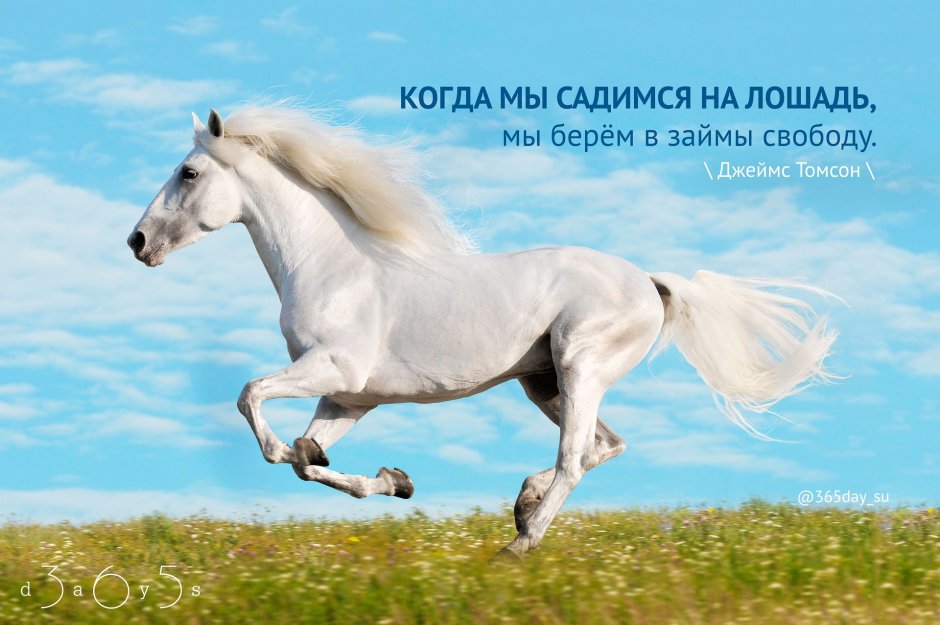 Шайр белый