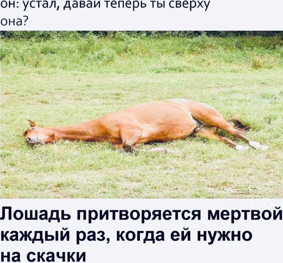 Лошадь притворяется мертвой