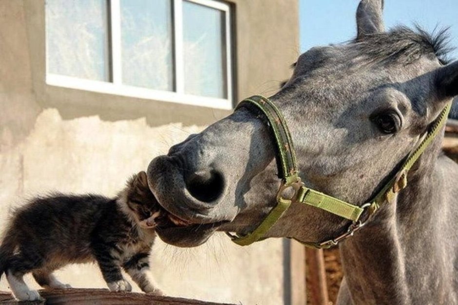 Лошадь и кошка