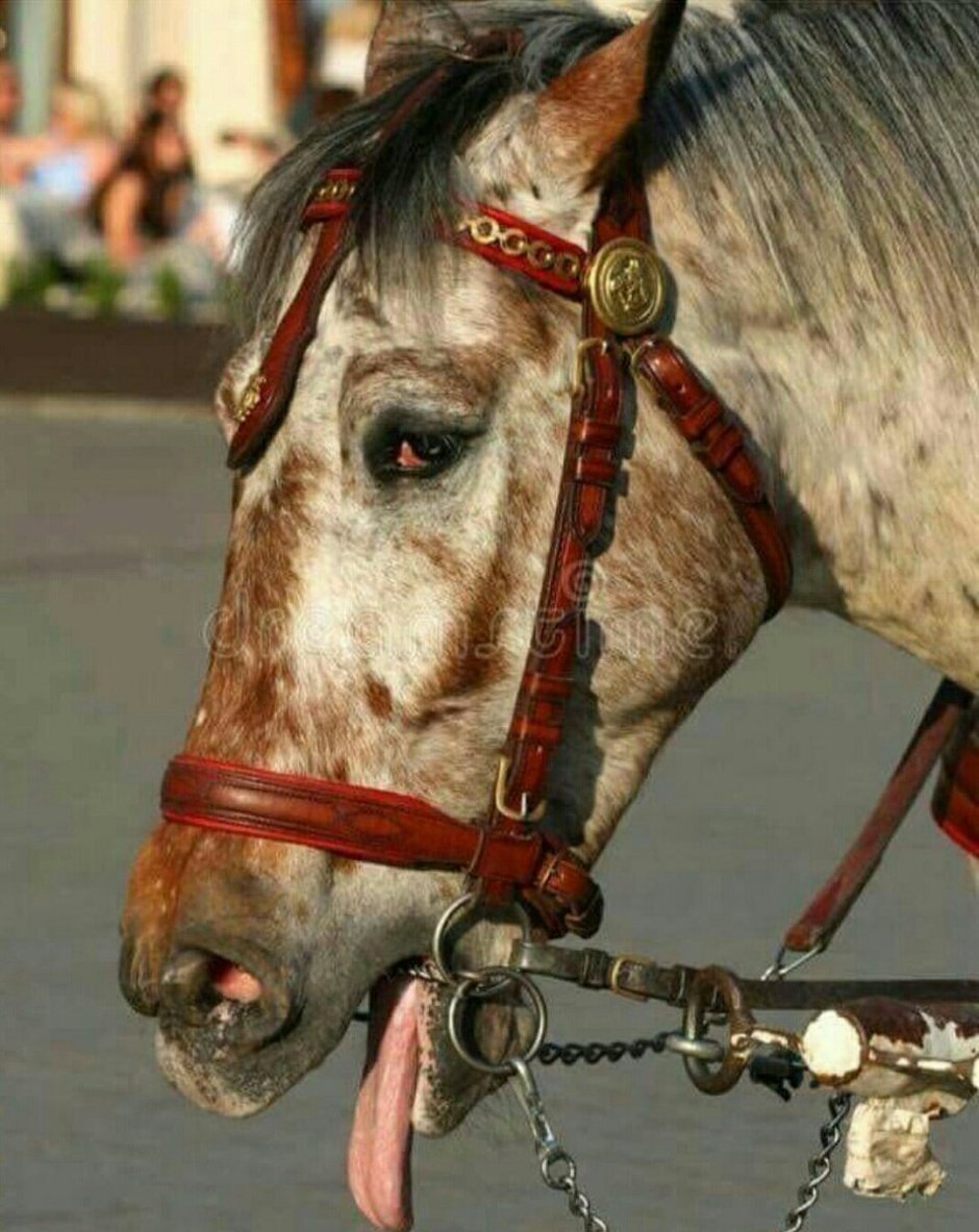 Уставшая лошадь