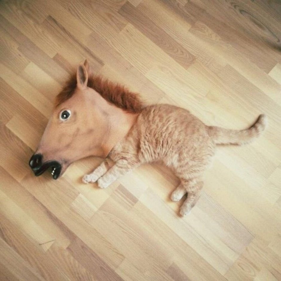 Упоротый рыжий кот