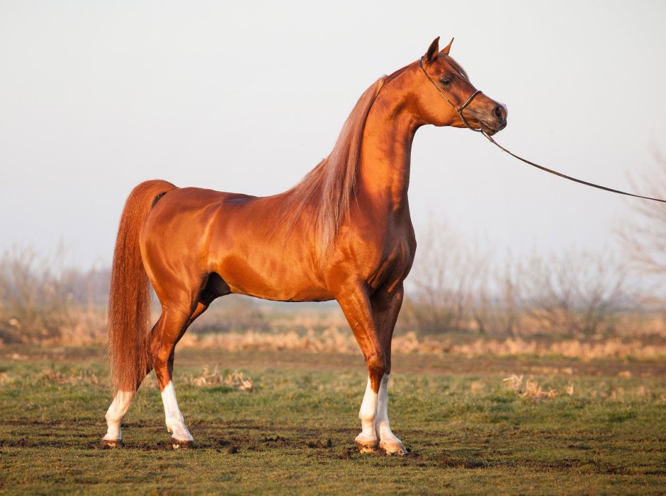 Marwan al Shaqab