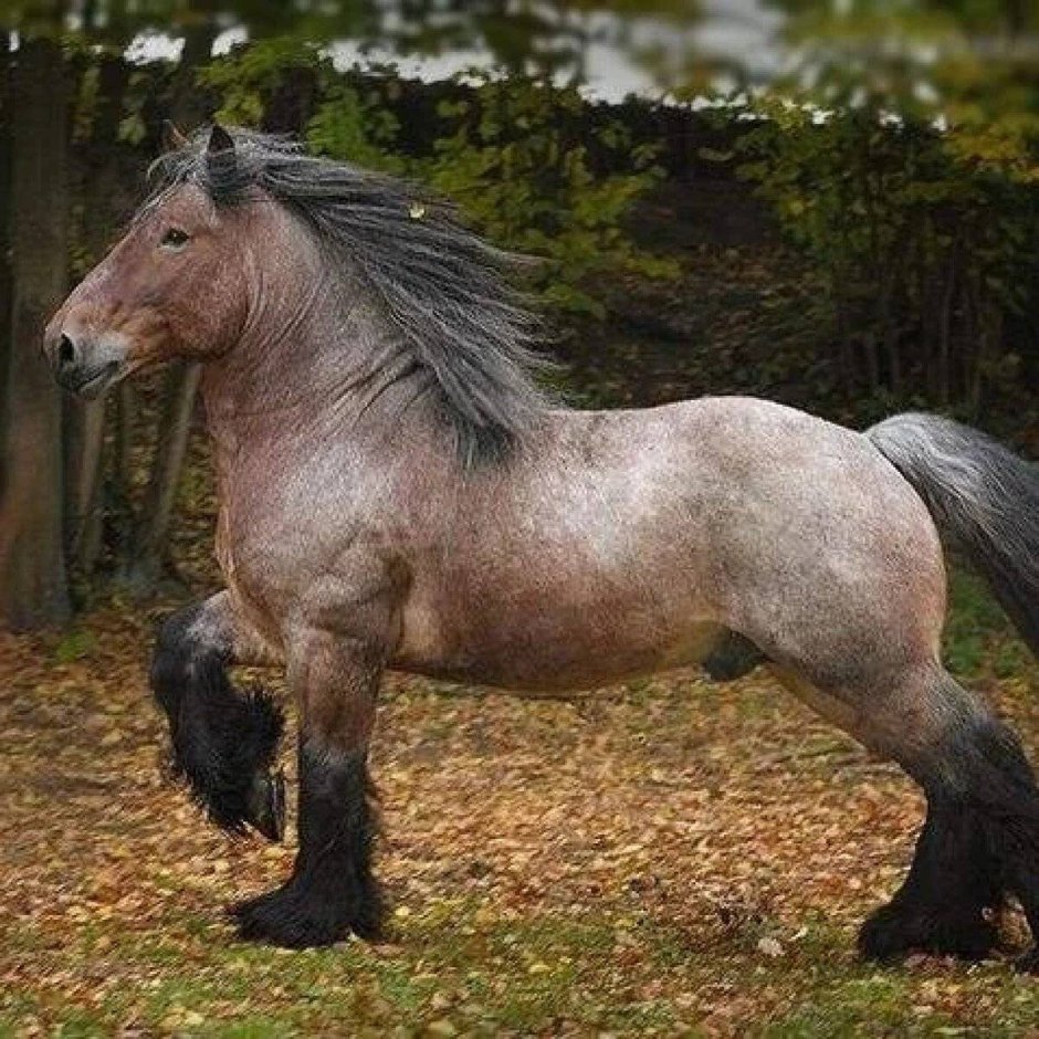 Арденский тяжеловоз