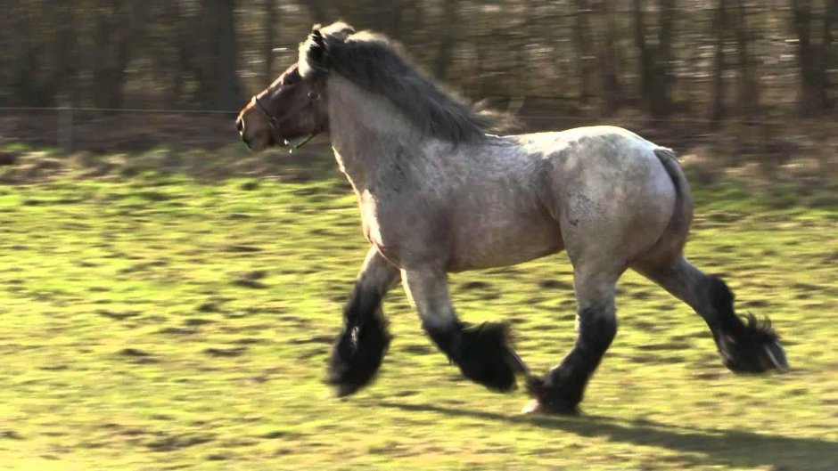 Draft Horse Gallop