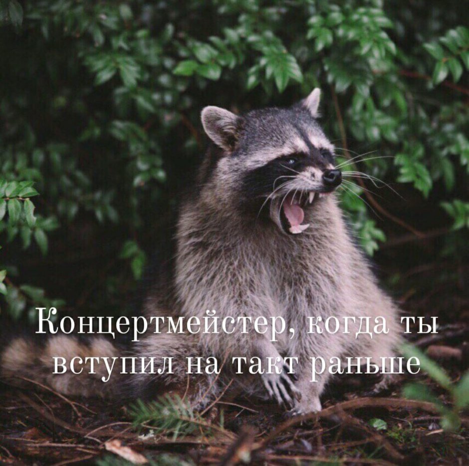 Бешеный енот полоскун