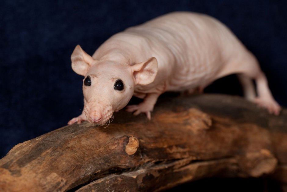 Hairless rat