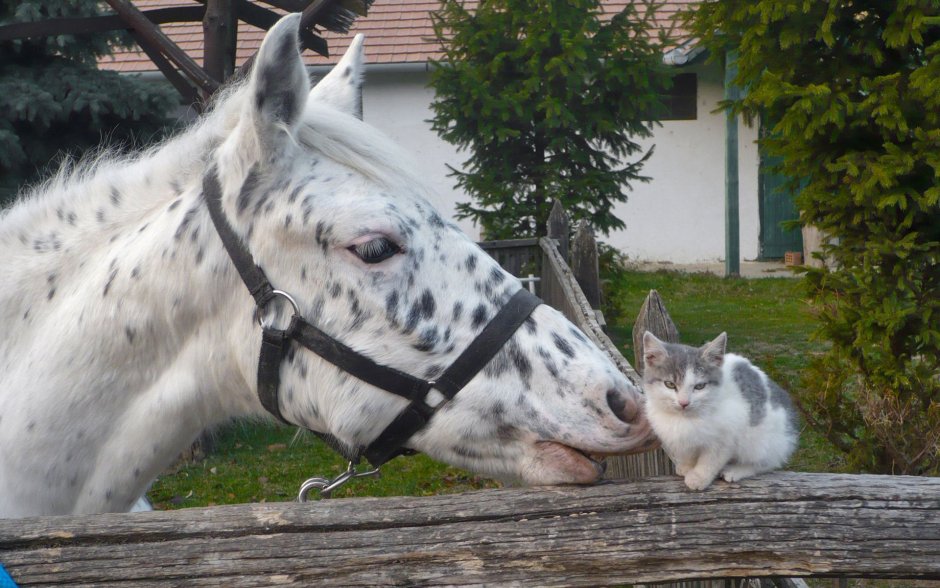 Лошадь и кошка