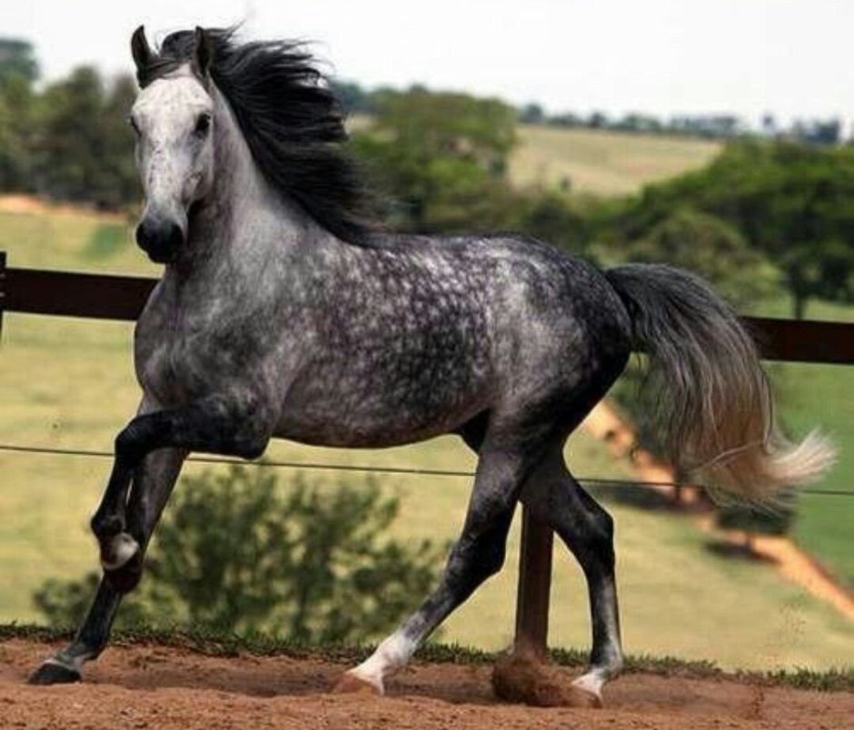 Dapple Grey Horse