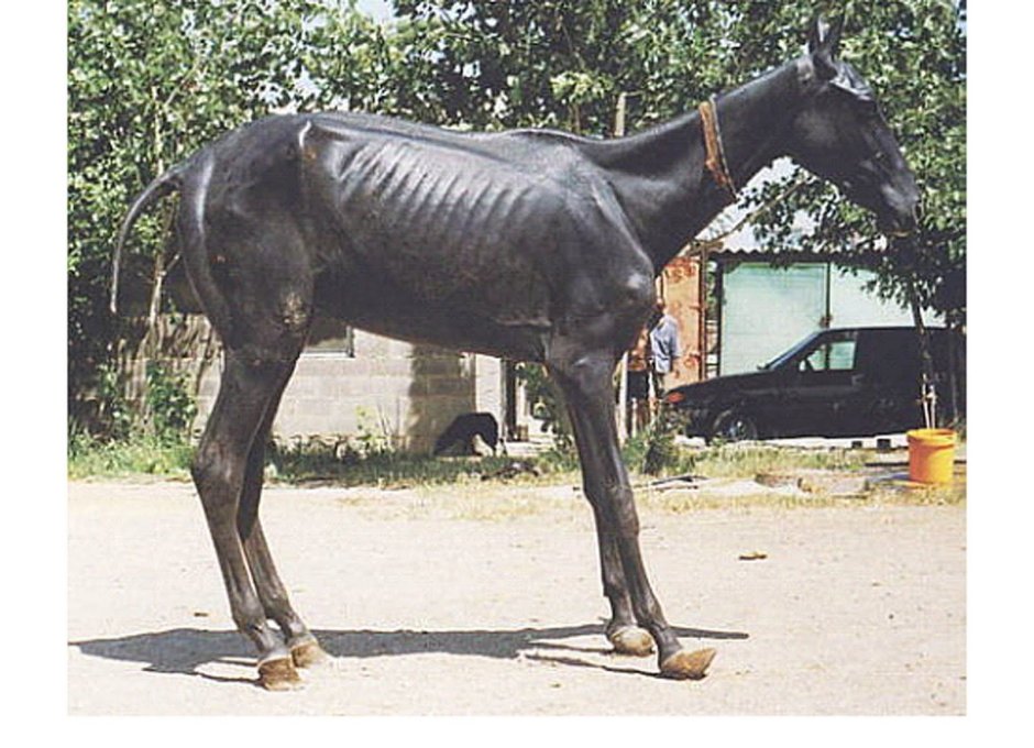 Тощая лошадь