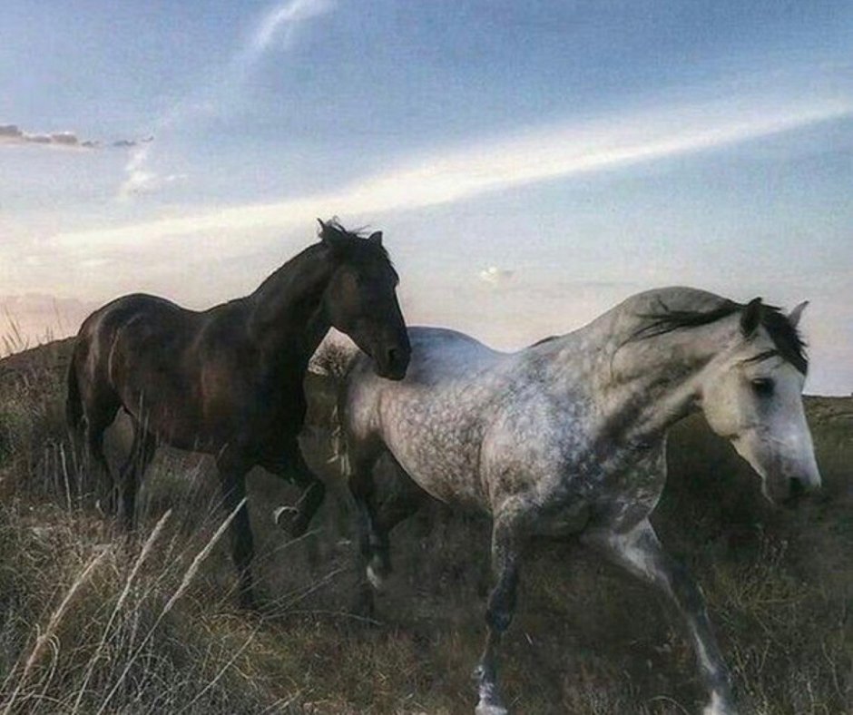 Эстетичные лошади