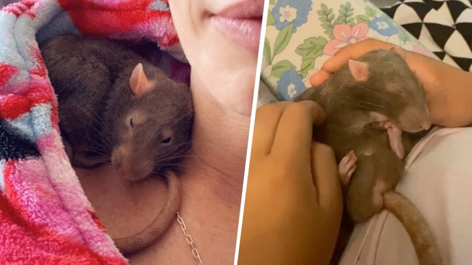 Best friends rats