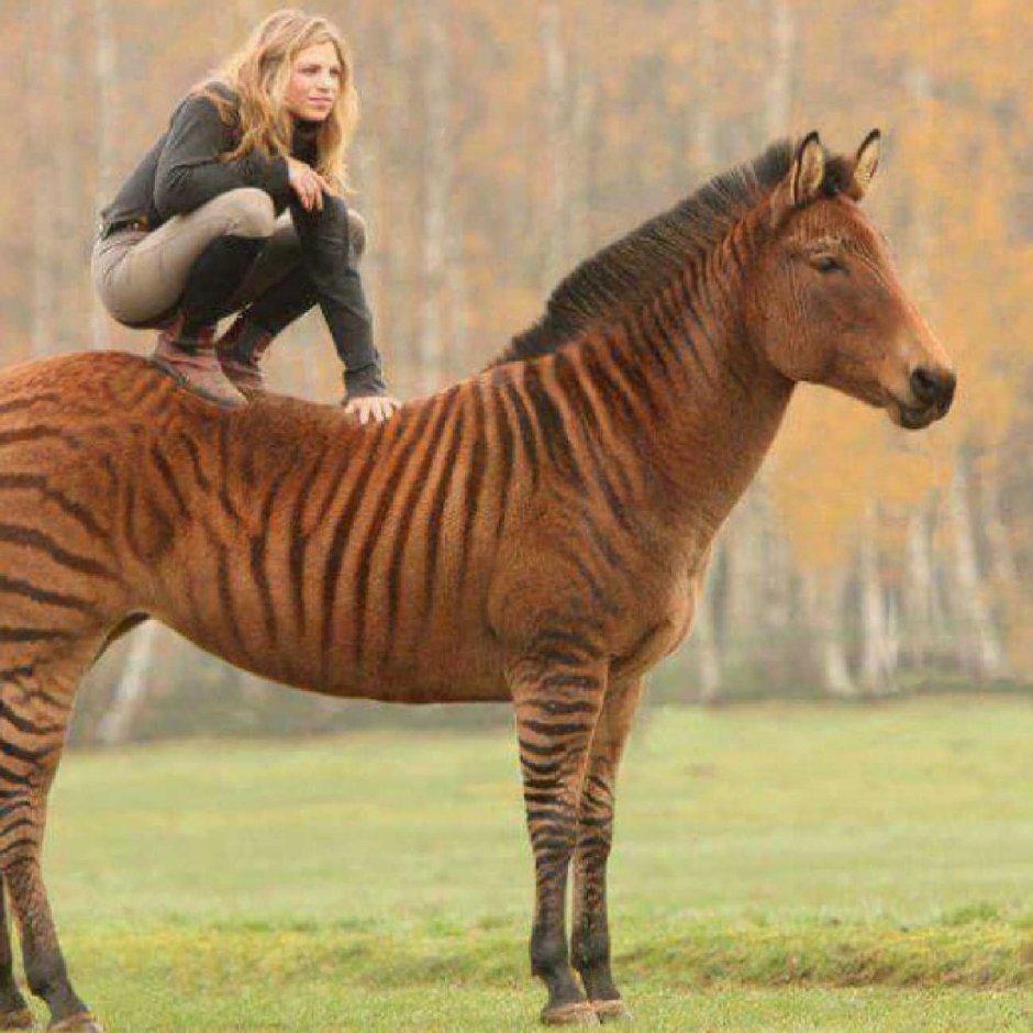 Зеброид Лигр