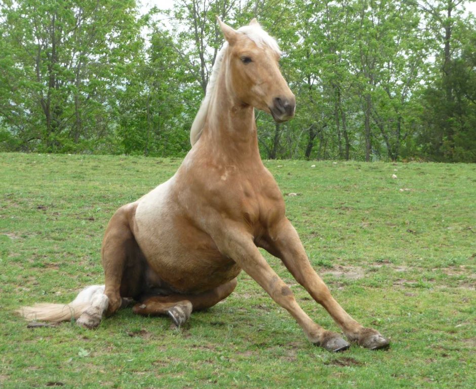 Сидячая лошадь