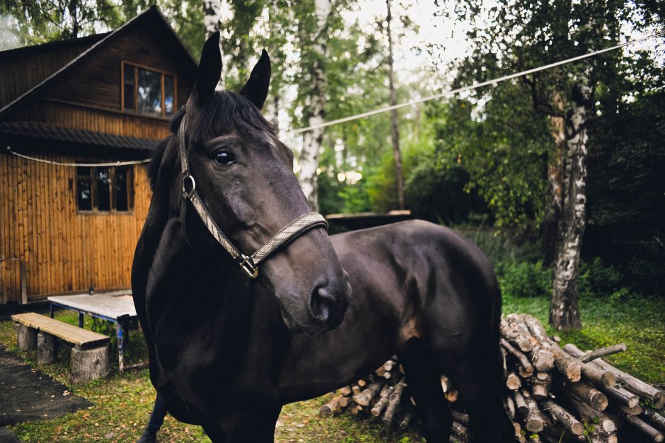 Англо карачаевская лошадь