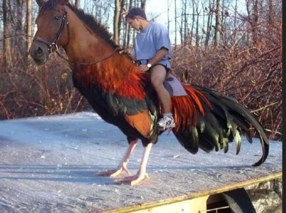 Петух и лошадь