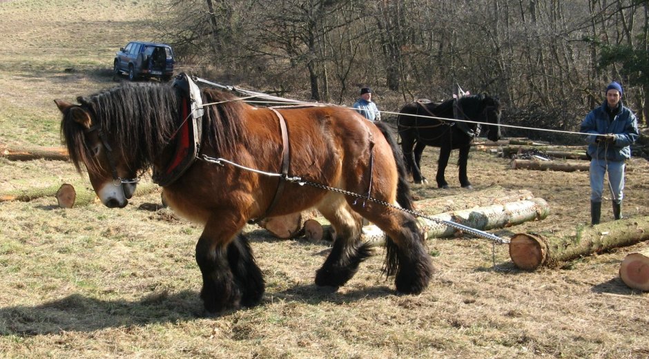 Владимирский тяжеловоз в упряжке