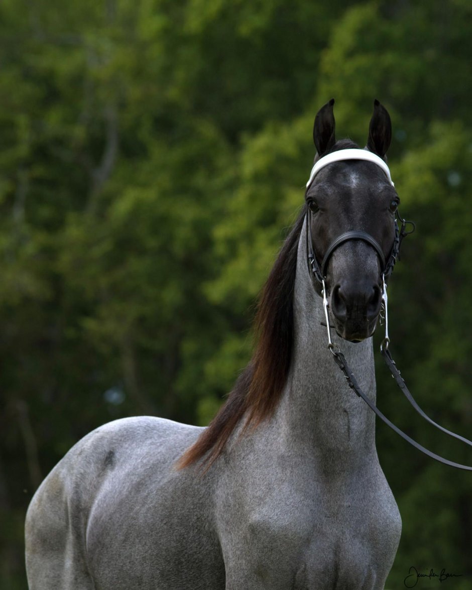 Roan Horse