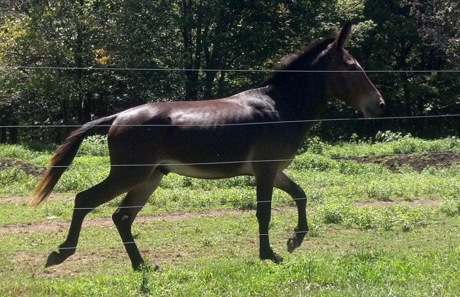 Stallion harassing Donkey
