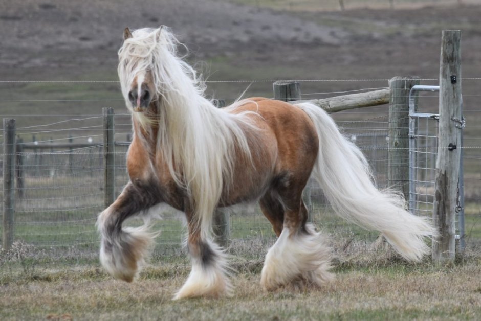 Лошадь породы Gypsy Vanner