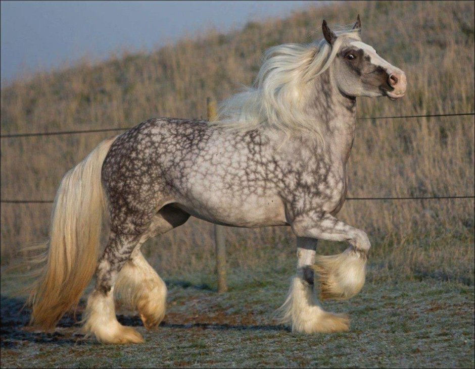 Тяжеловоз Шайр серый