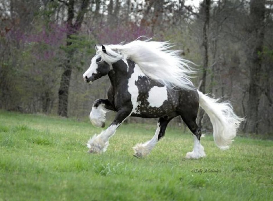 Silver Dapple Pinto