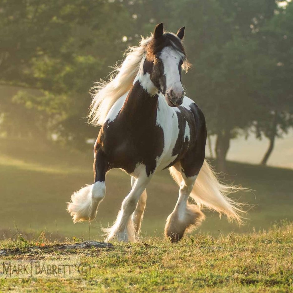 Gypsy Vanner лошадь